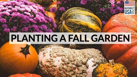 Fall Garden Planting Tips